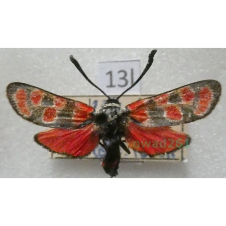 Zygaena carniolica (Scopoli, 1763) Czech13l